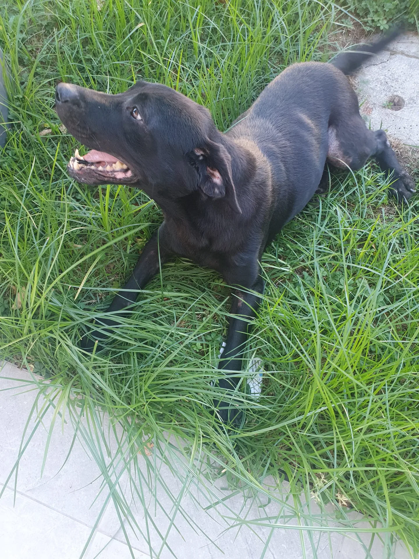 MARGOT, cane meticcio in adozione a Latina - foto 2