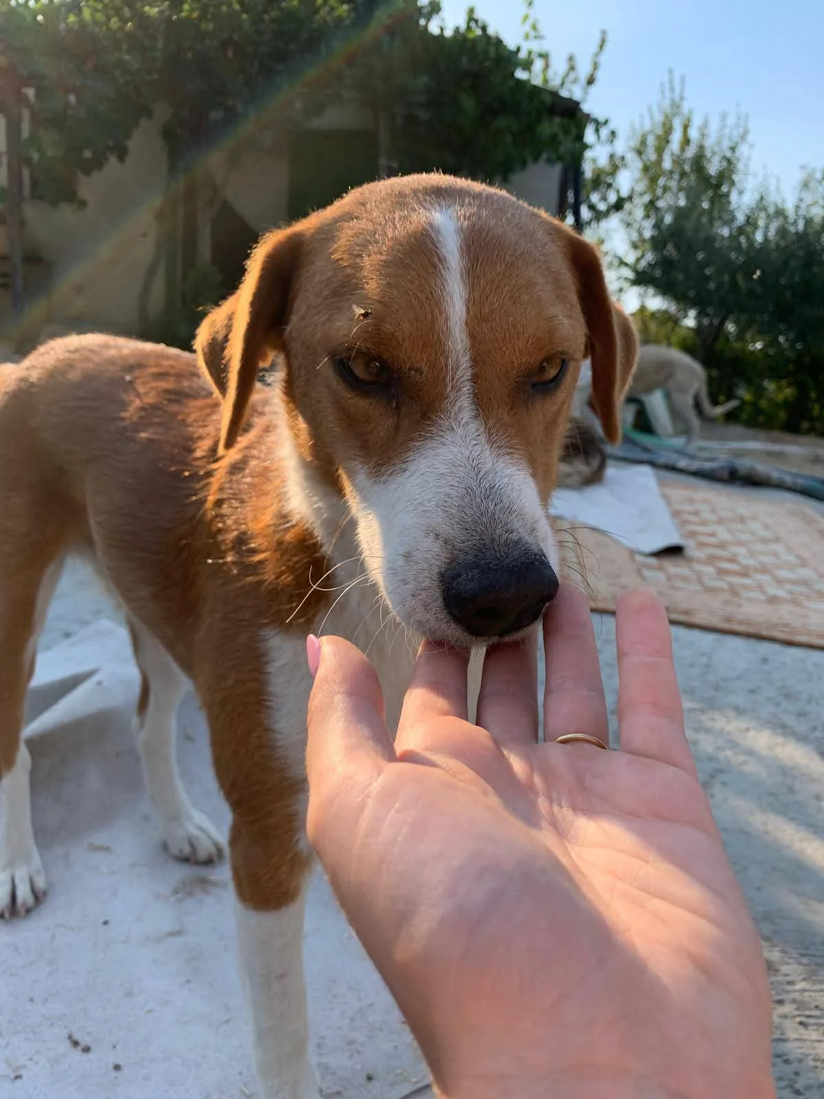 Sean, cane Mix Jack Russel in adozione a Milano - foto 3