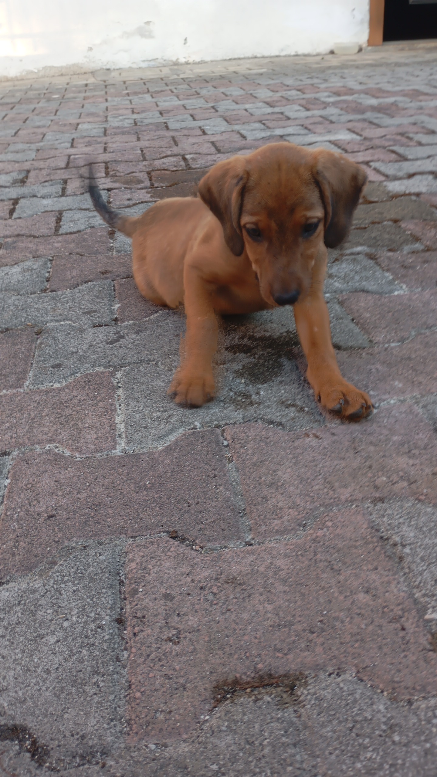 Foto 4 di Kelly, cane Segugio in adozione