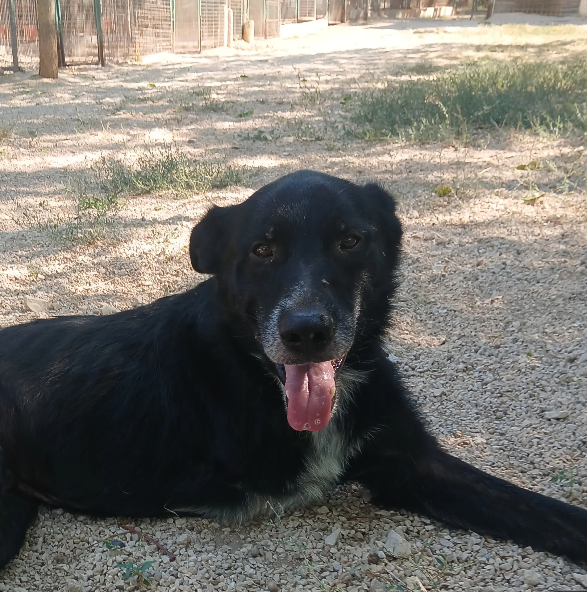 NOAH, cane Pastore in adozione a Taranto - foto 2
