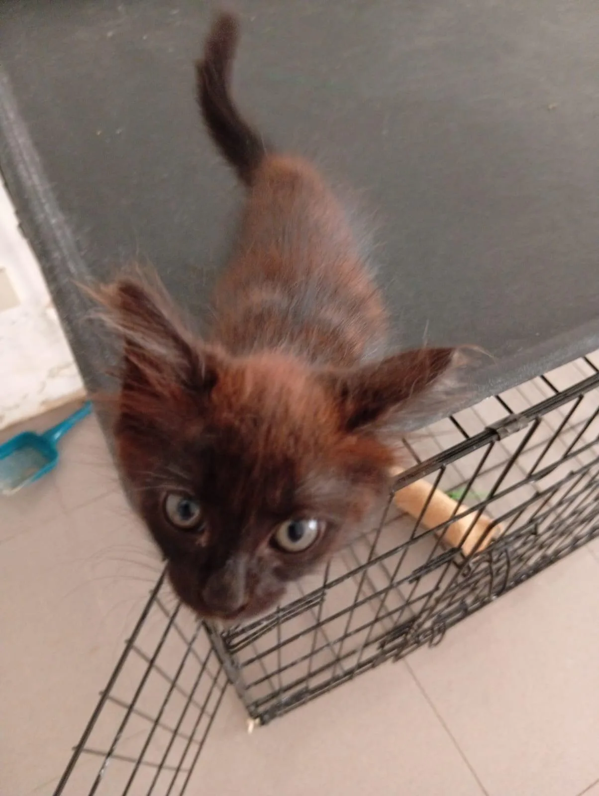 Bruna, gatto in adozione a Roma - foto 2