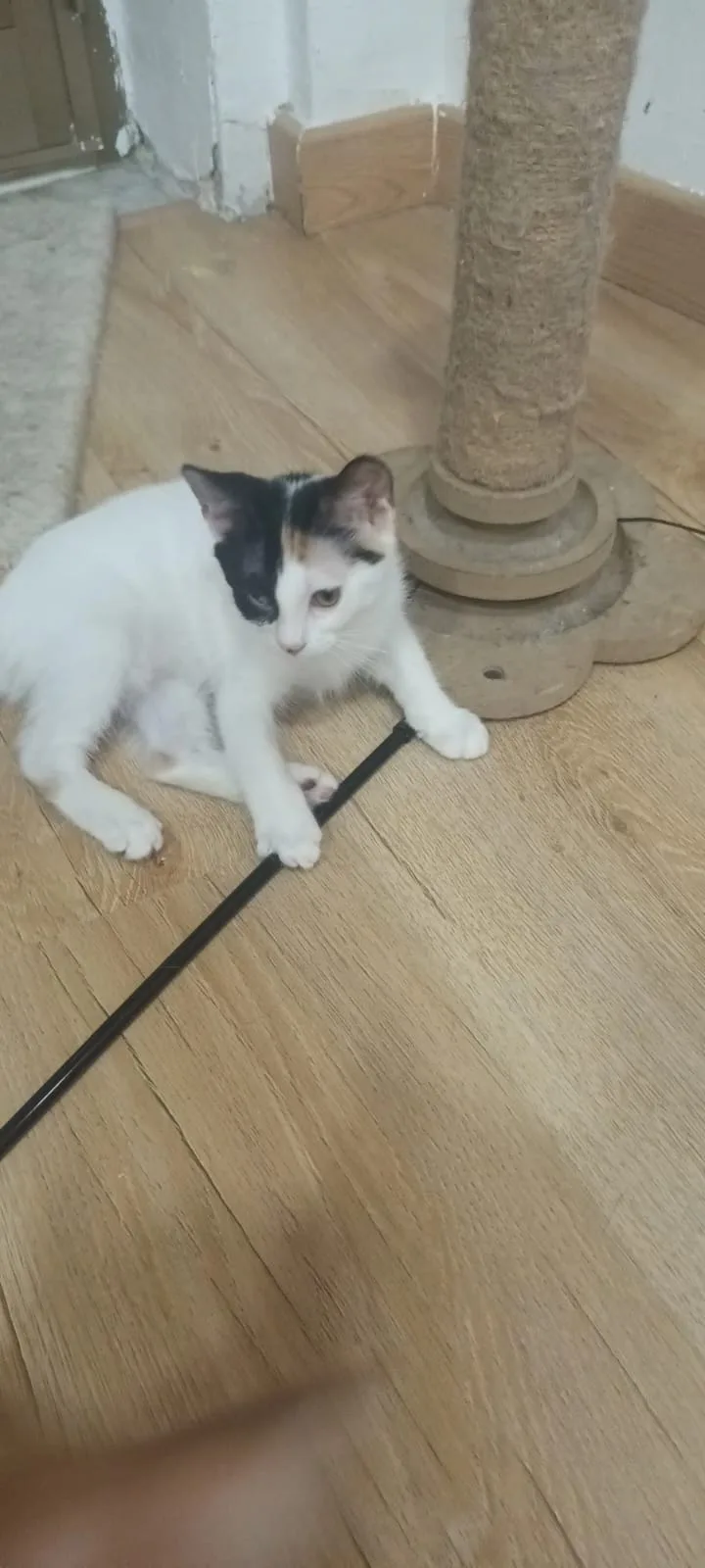 Ariel, gatto in adozione a Napoli - foto 3