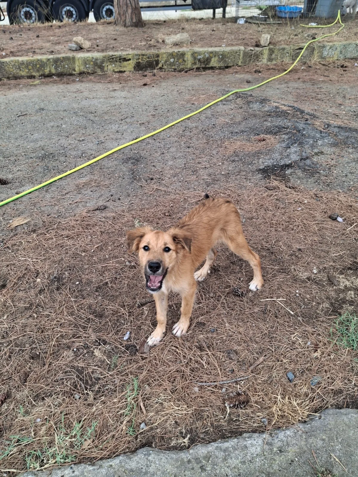 Limone, cane Meticcio in adozione a Crotone - foto 5