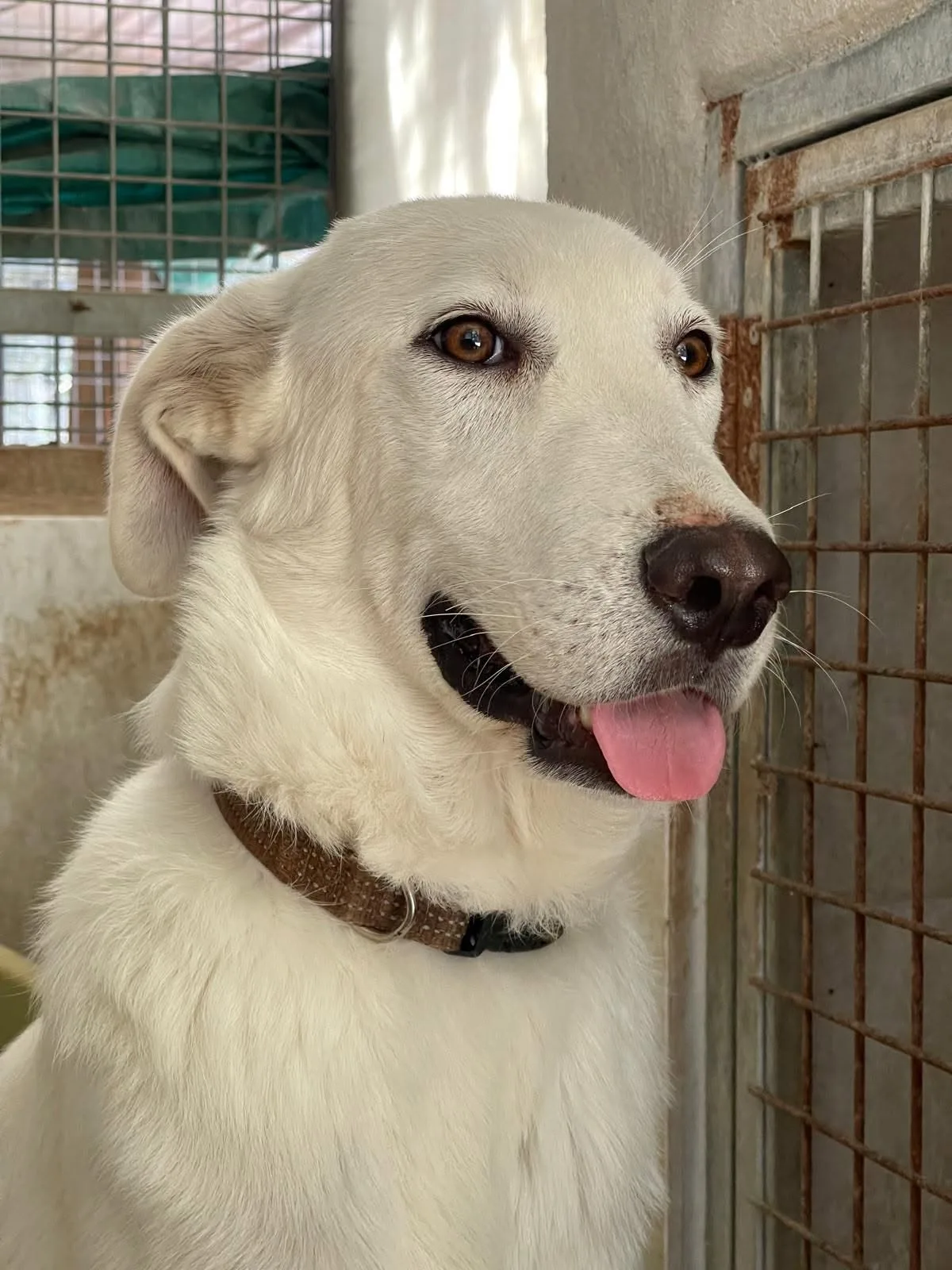Blanco, cane Simil labrador in adozione a Bari
