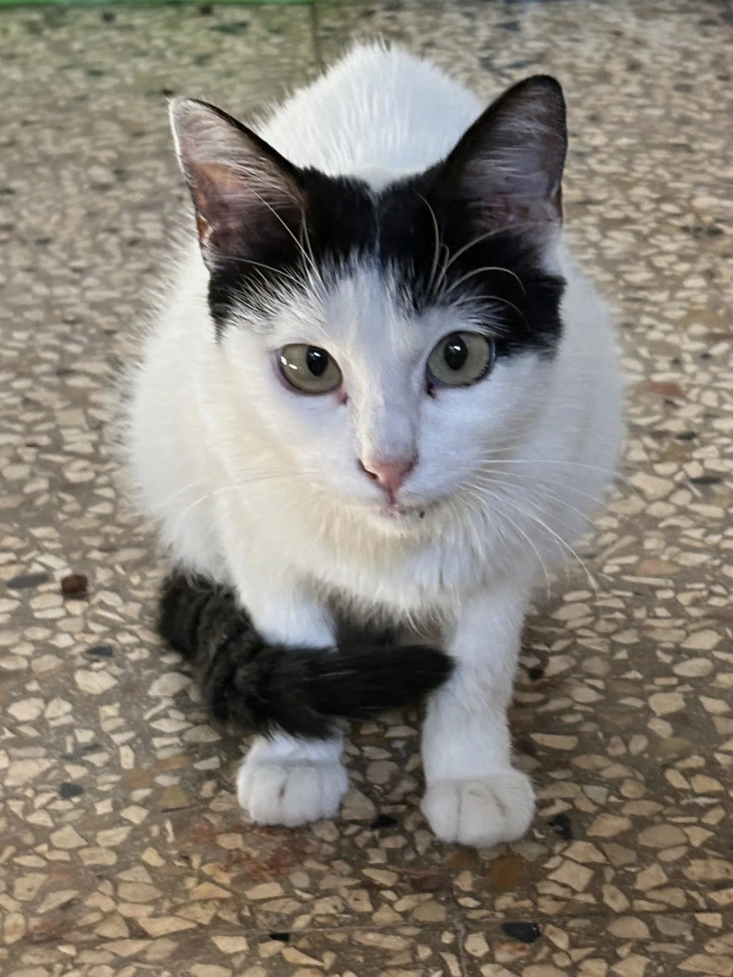 Ninetta, gatto in adozione a Siracusa - foto 1