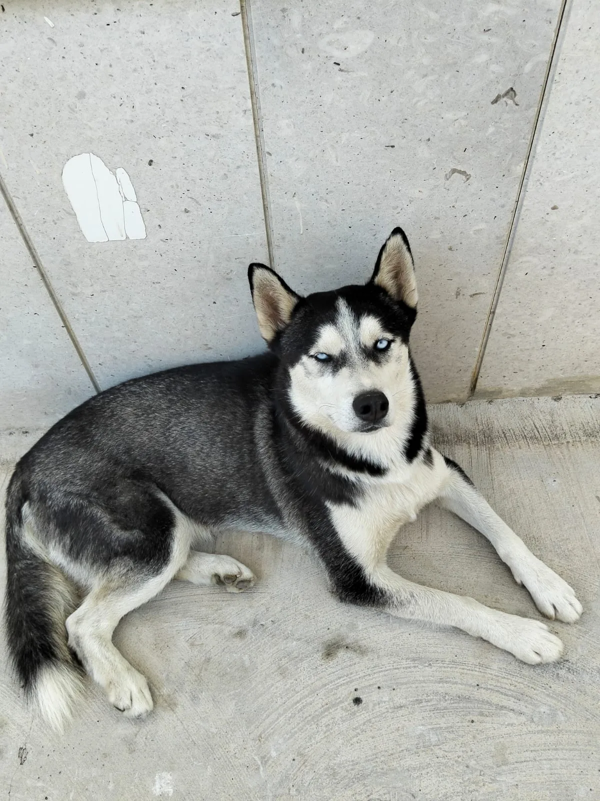 Ceres, cane Siberian husky in adozione a Trapani - foto 2
