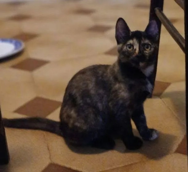 Tarty, gatto in adozione a Latina - foto 2