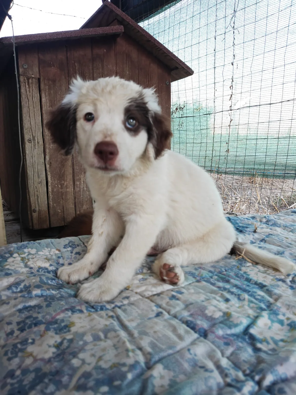 Vasco, cane Meticcio in adozione a Trapani - foto 1