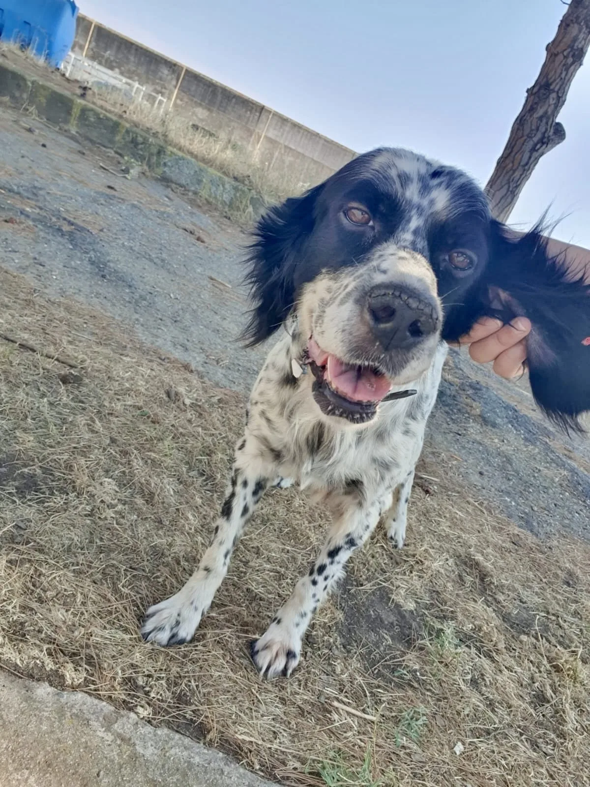 Thea, cane Incrocio Setter in adozione a Crotone - foto 5