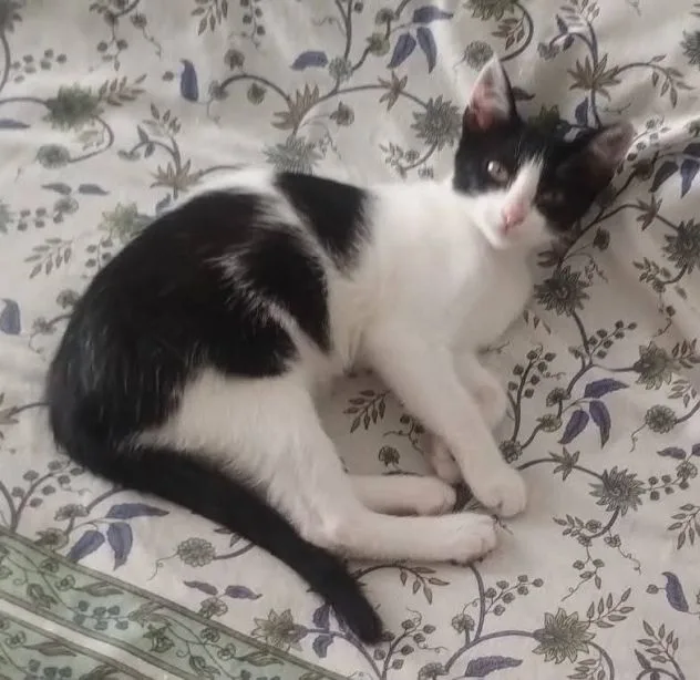 Nina, gatto in adozione a Latina - foto 1