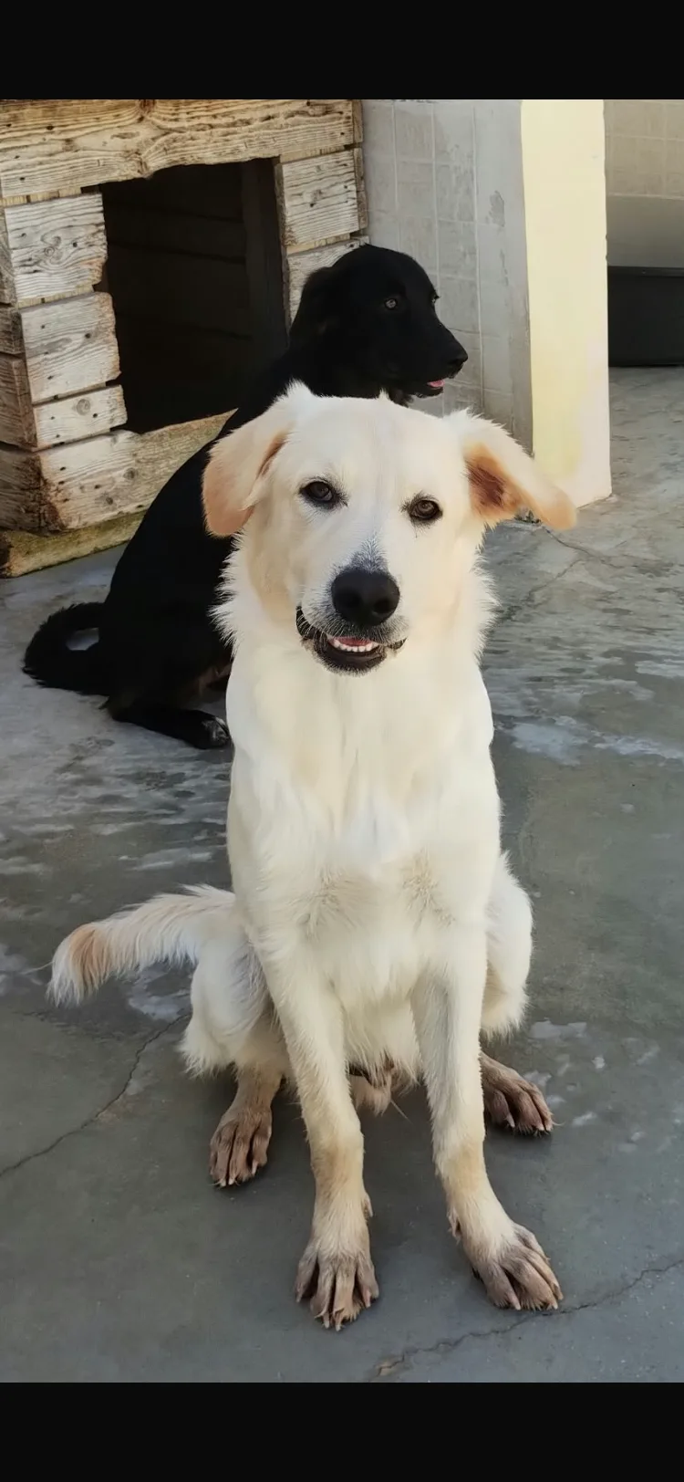 Kuma, cane Meticcio in adozione a Taranto - foto 1