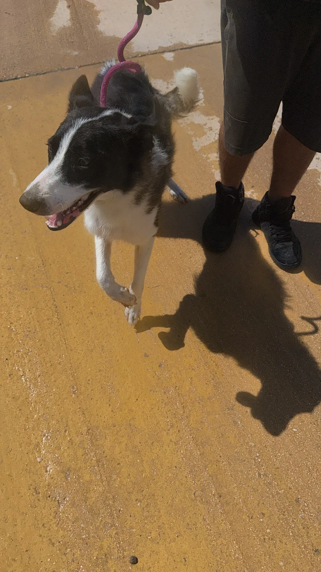 Zampetta, cane in adozione a Trapani - foto 2