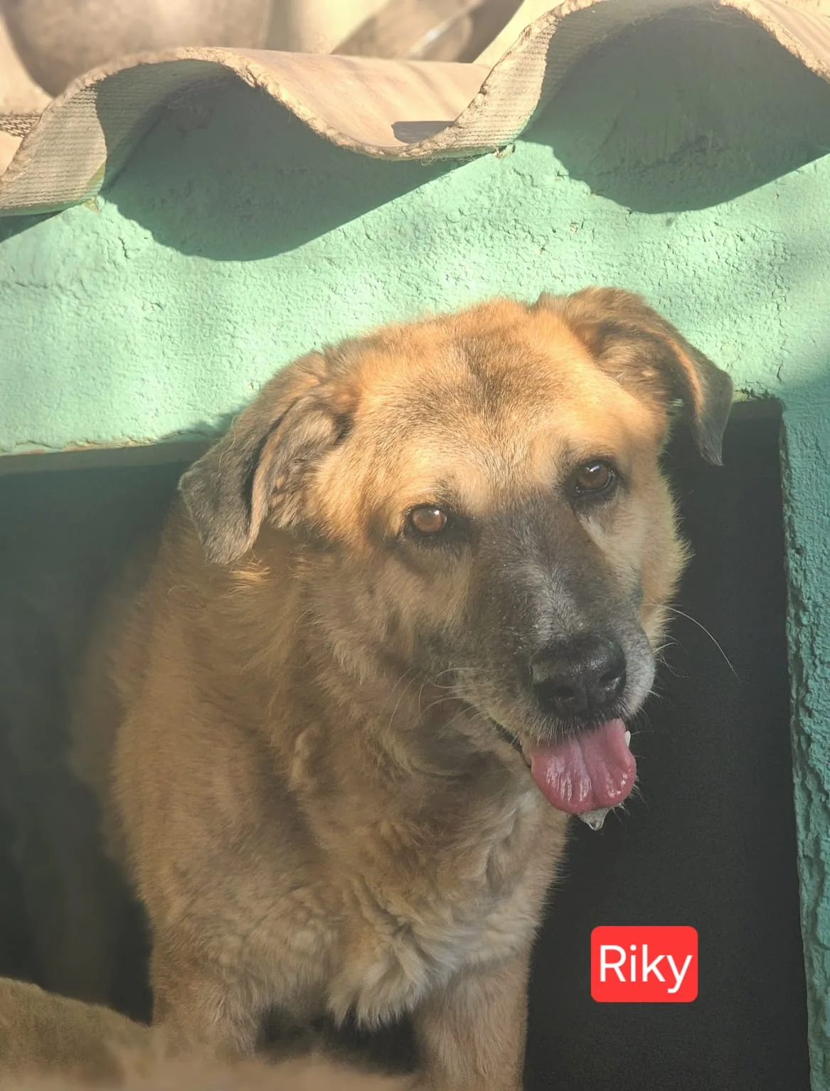 Derek Riky, cane Meticcio in adozione a Agrigento - foto 3