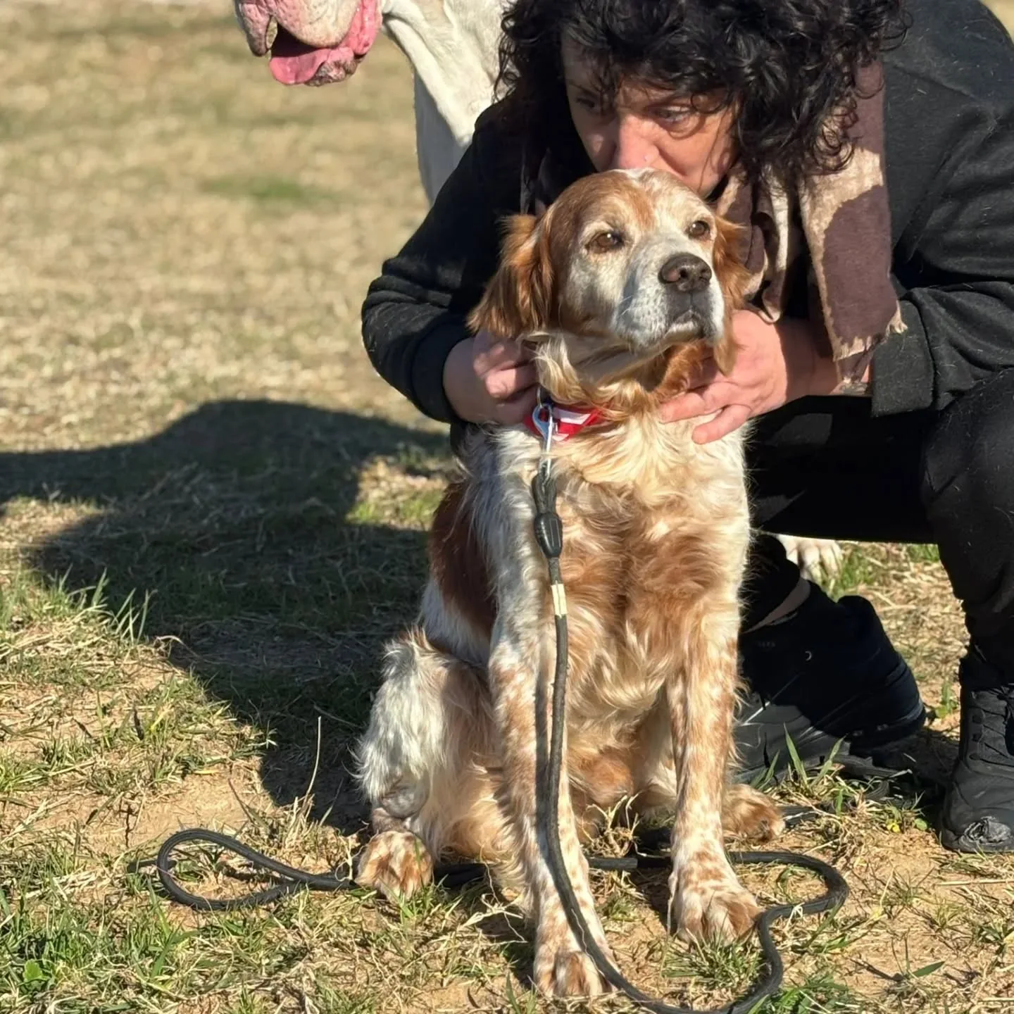 Jack, cane Breton in adozione a Latina - foto 4