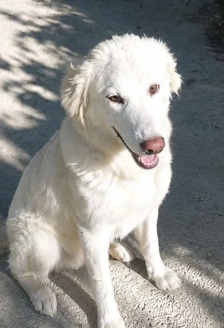 Xina, cane Meticcia in adozione a Chieti - foto 2