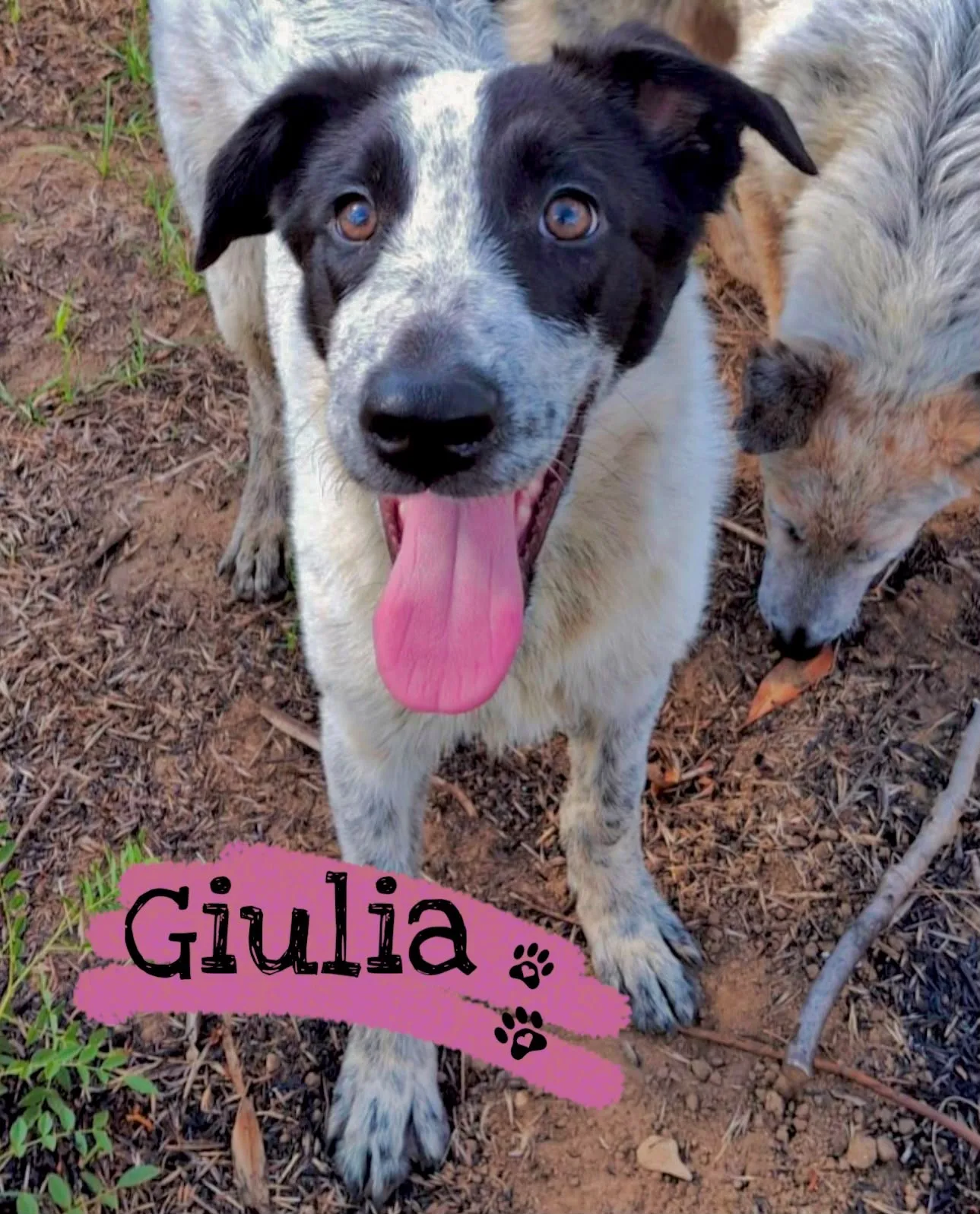 Giulia, cane Meticcio in adozione a Crotone