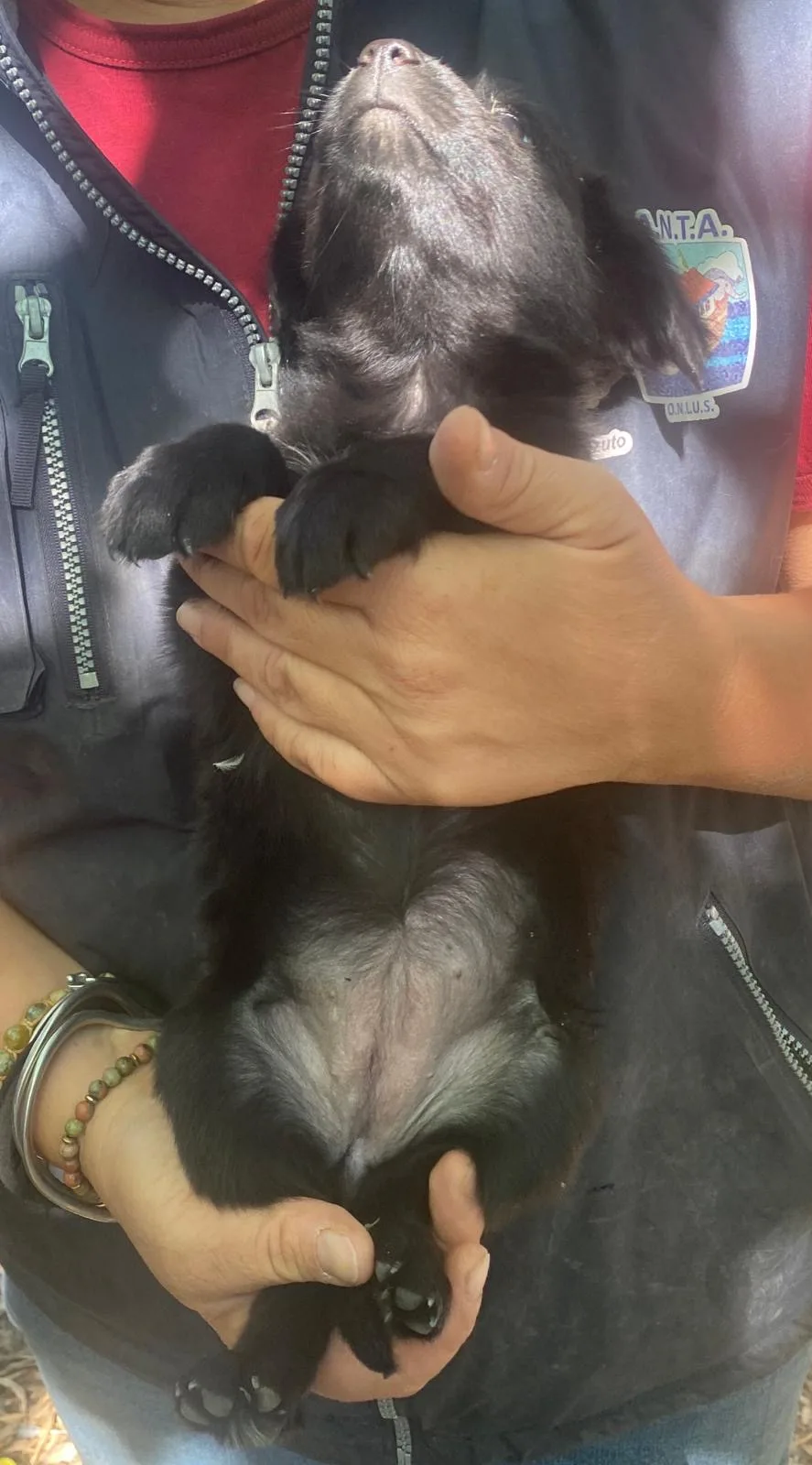 Caramella, cane Meticcio in adozione a Crotone - foto 4