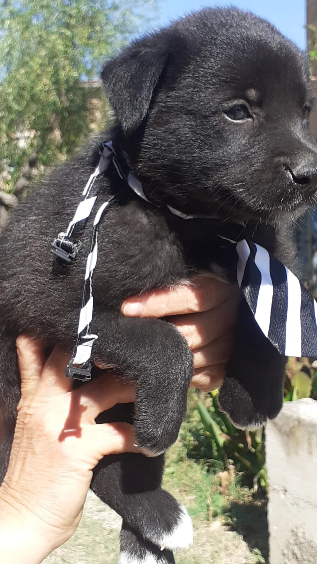 Brando, cane Meticcio in adozione a Salerno - foto 3