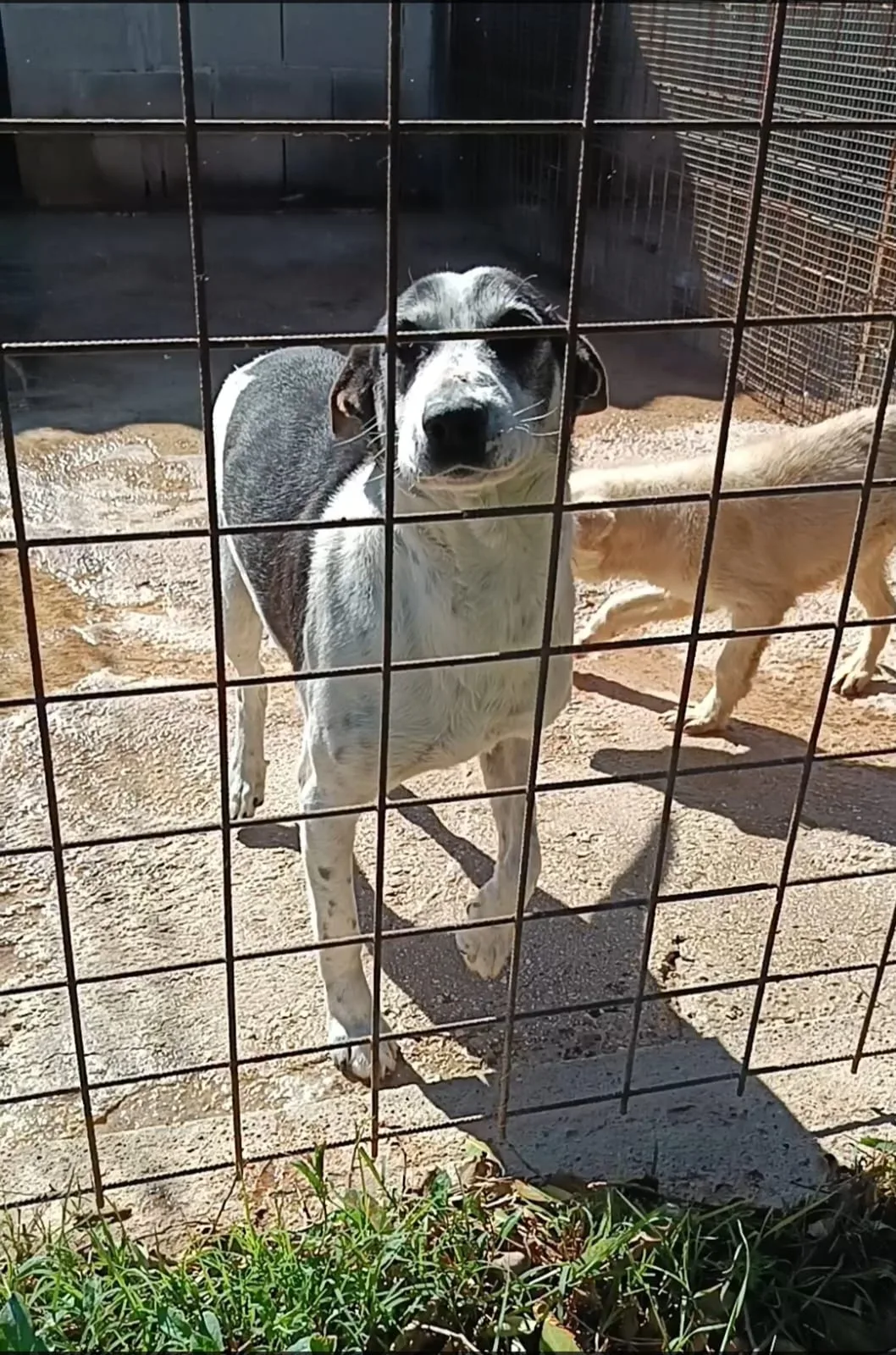 Toby, cane Meticcio in adozione a Siracusa