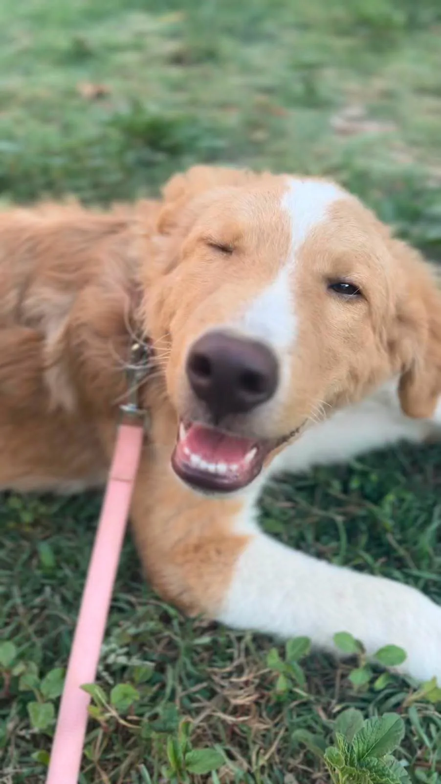 Tommy, cane meticcio in adozione a Latina - foto 3