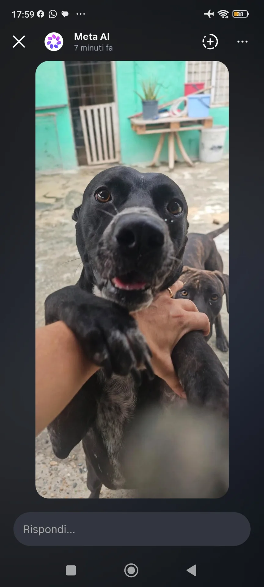 Freddy, cane Meticcio in adozione a Agrigento