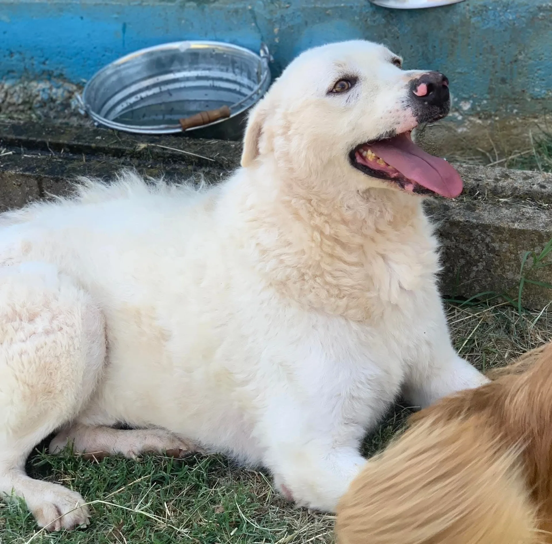 Gustavo, cane meticcio in adozione a Latina - foto 1