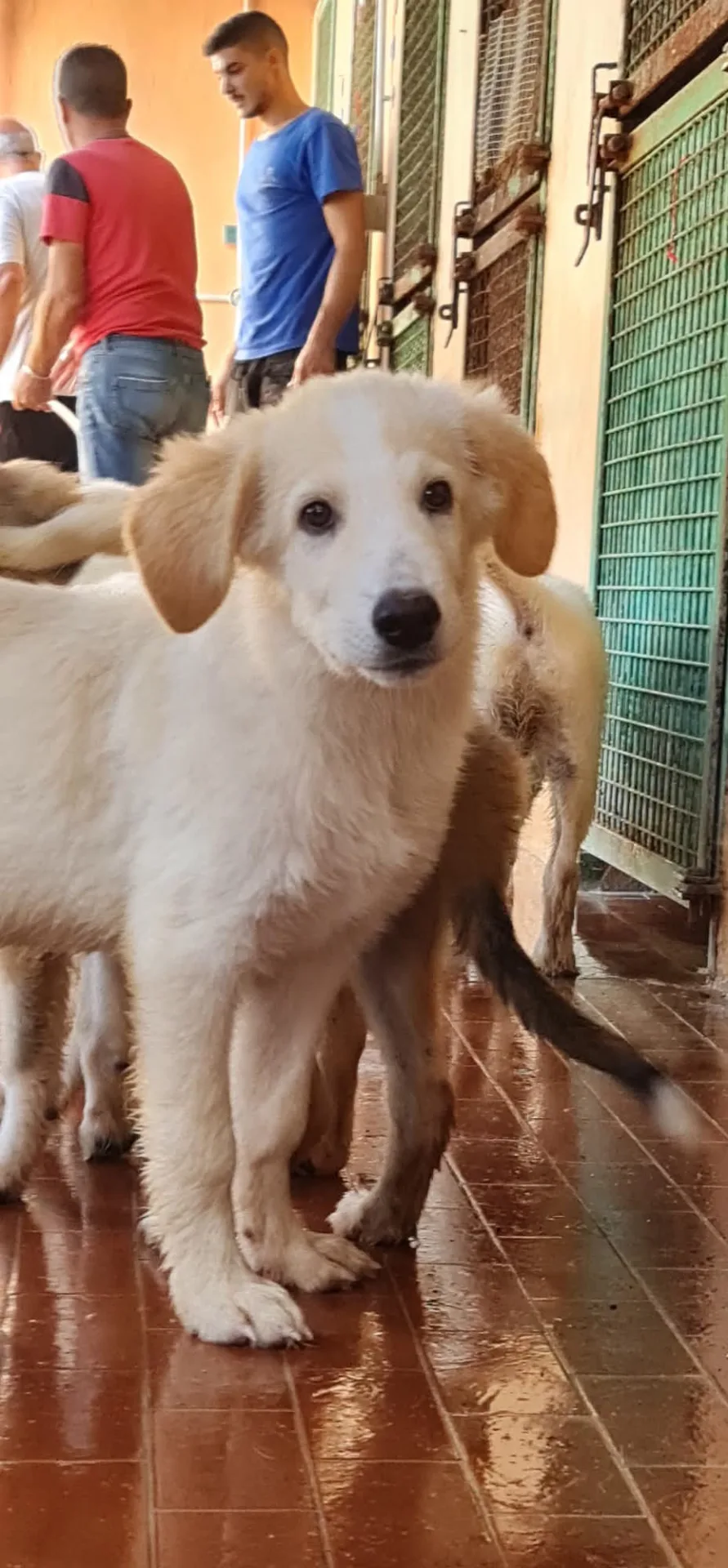Billy, cane Meticcio in adozione a Trapani - foto 1