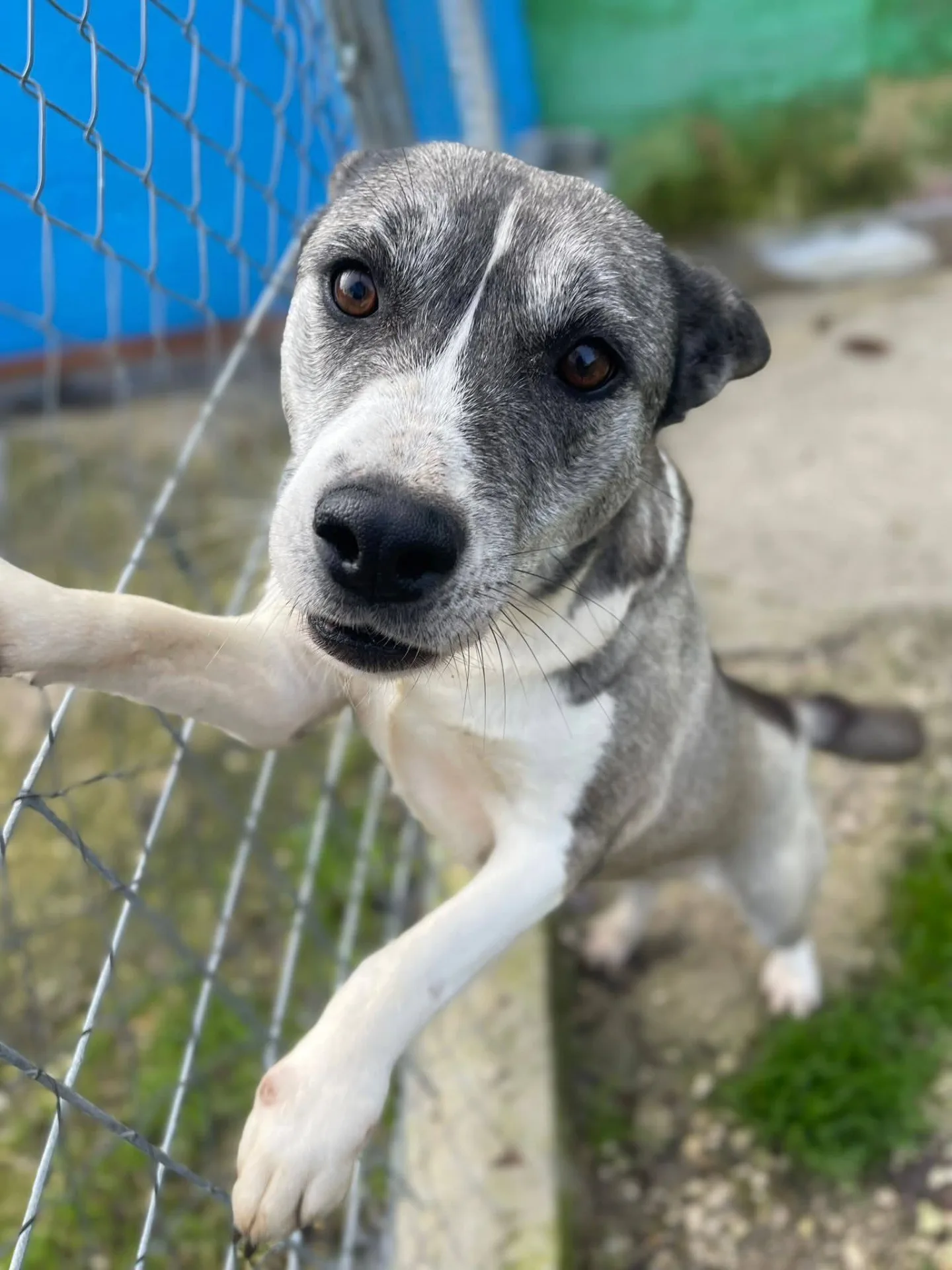 Mamy, cane meticcio in adozione a Latina - foto 1
