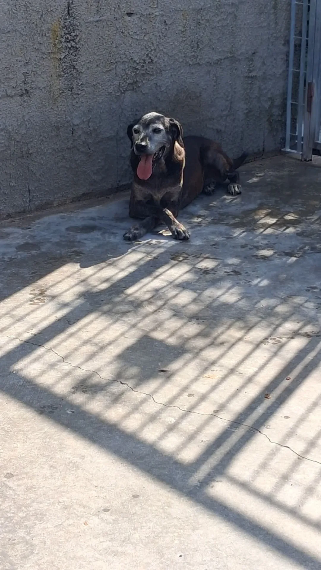 Darti, cane Meticcio in adozione a Vibo Valentia - foto 1