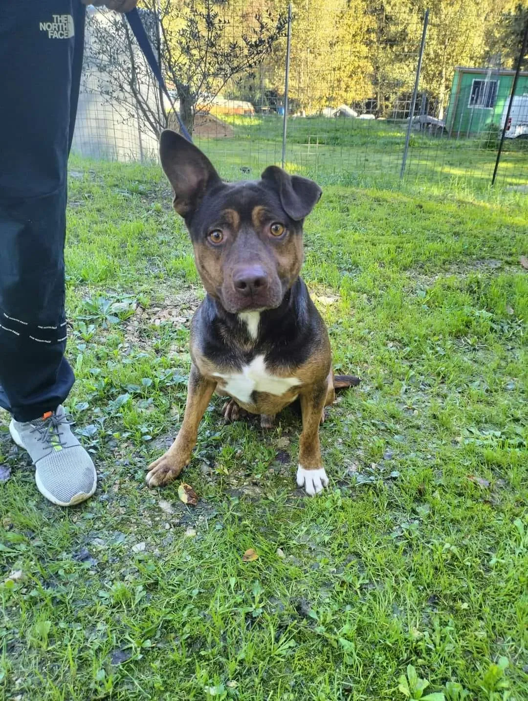 Odino, cane meticcio in adozione a Latina - foto 5