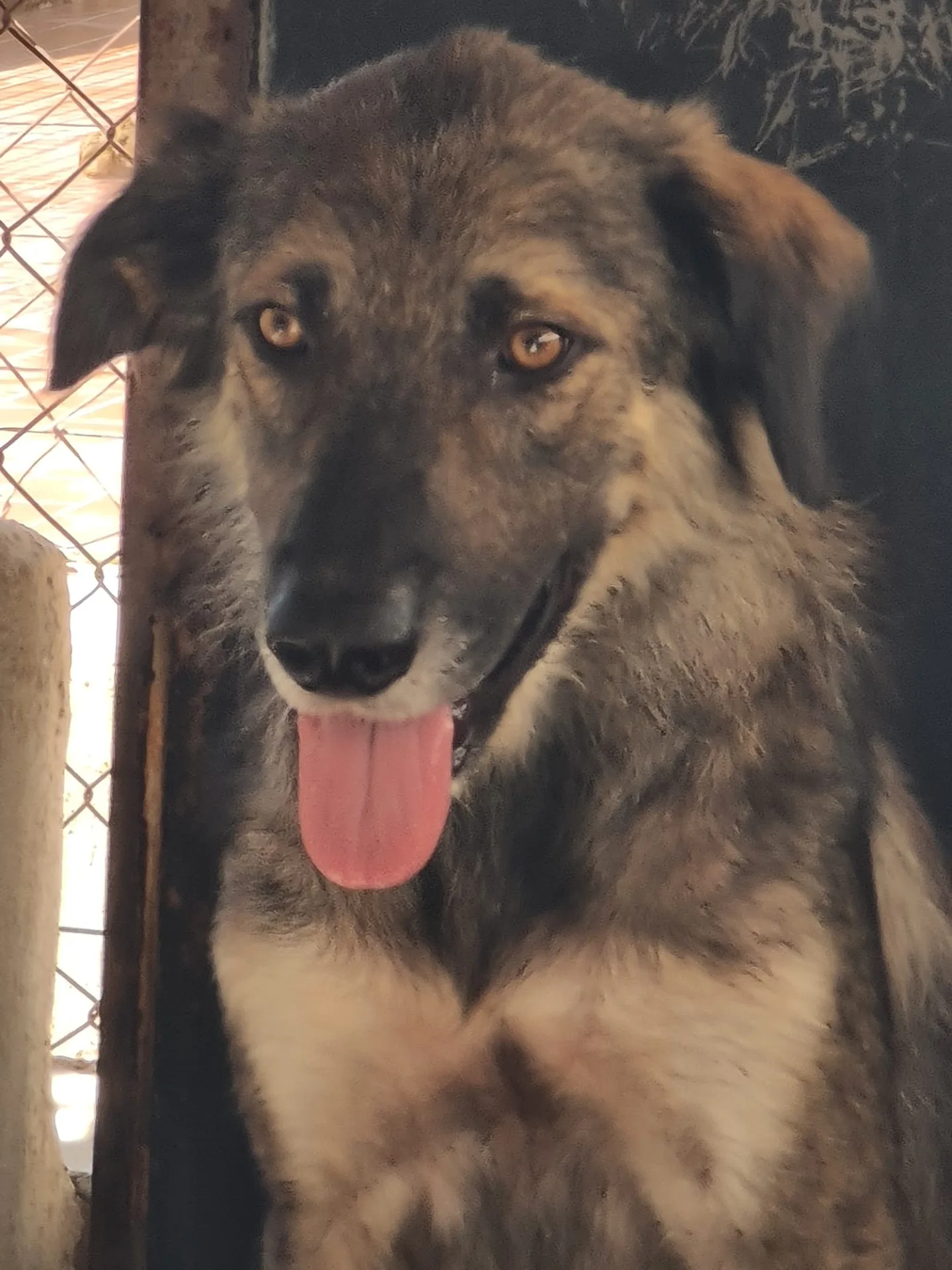 Malika, cane Meticcio in adozione a Trapani - foto 1