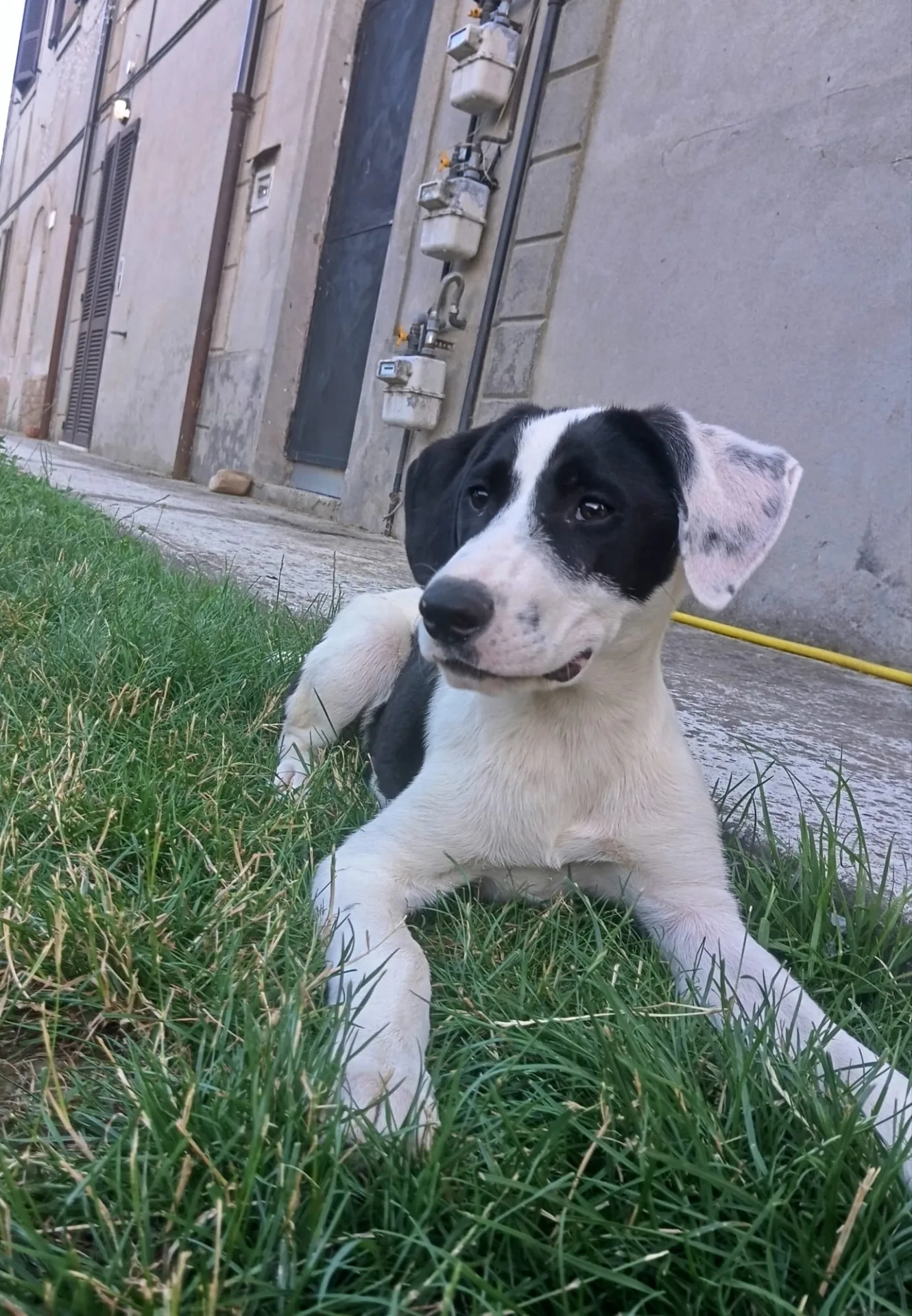 Cannella, cane Meticcia in adozione a Piacenza - foto 2