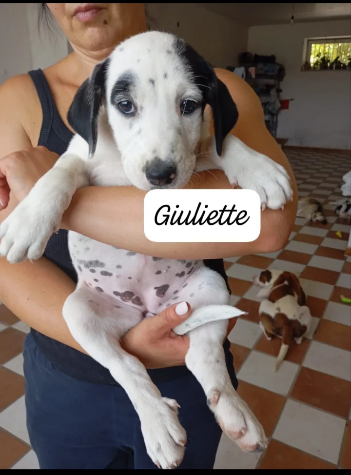 Giuliette, cane Meticcio in adozione a Avellino