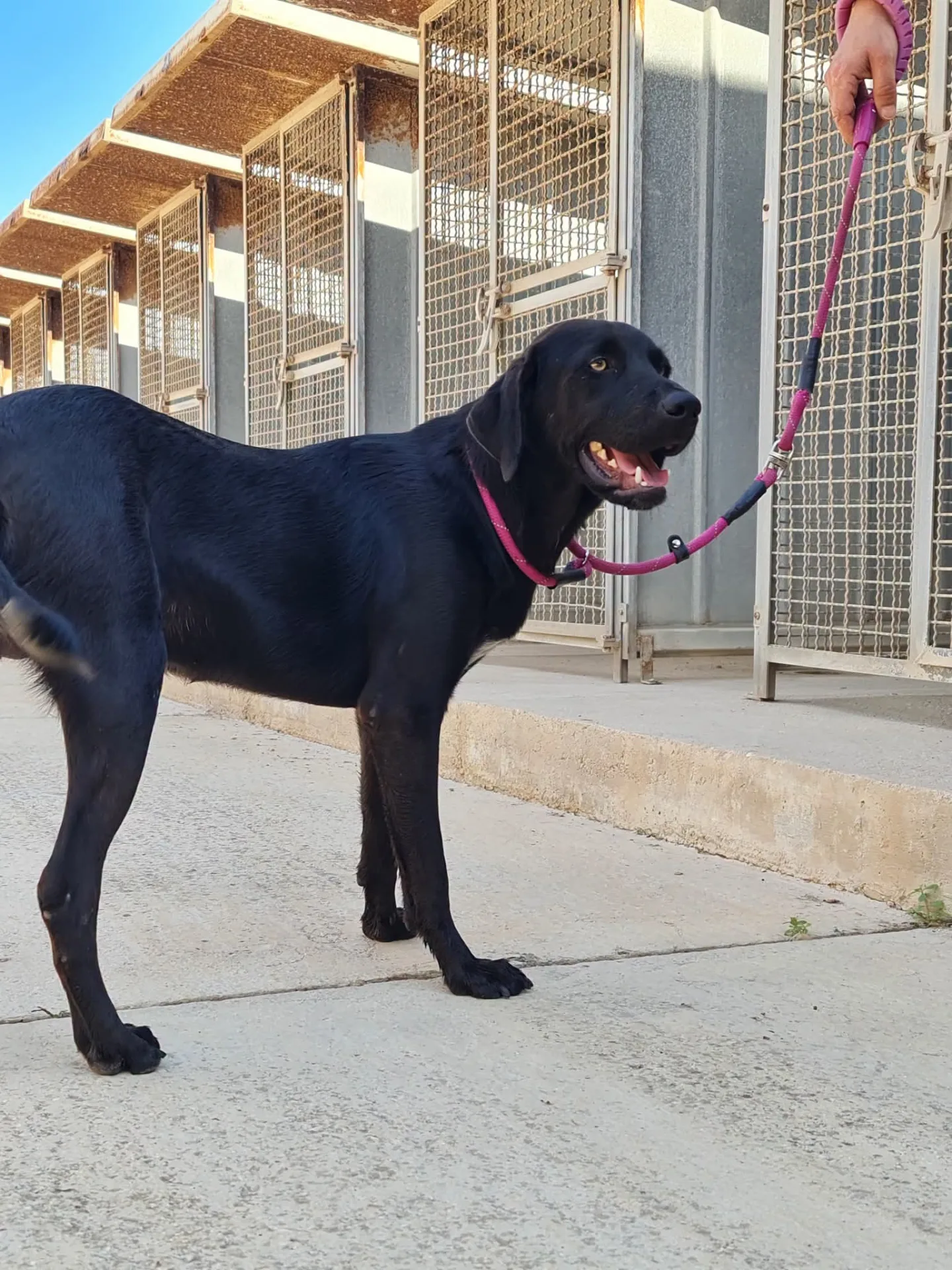 Leonard, cane Meticcio in adozione a Trapani - foto 4