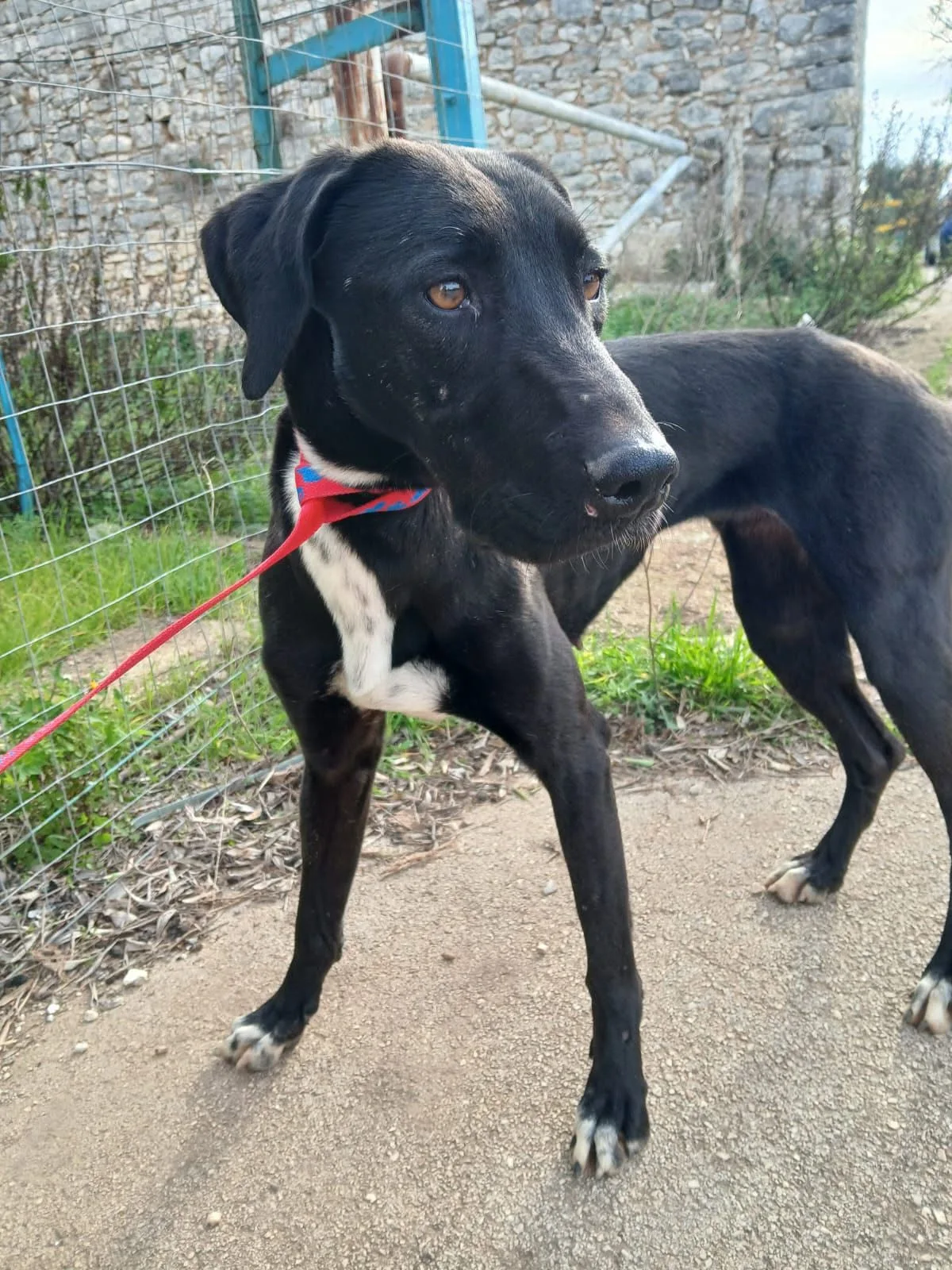 Harley, cane in adozione a Bari - foto 3