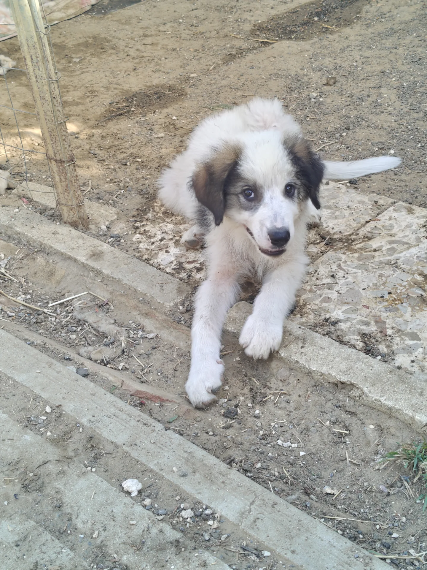 Foto 5 di Willy, cane Mix maremmano in adozione
