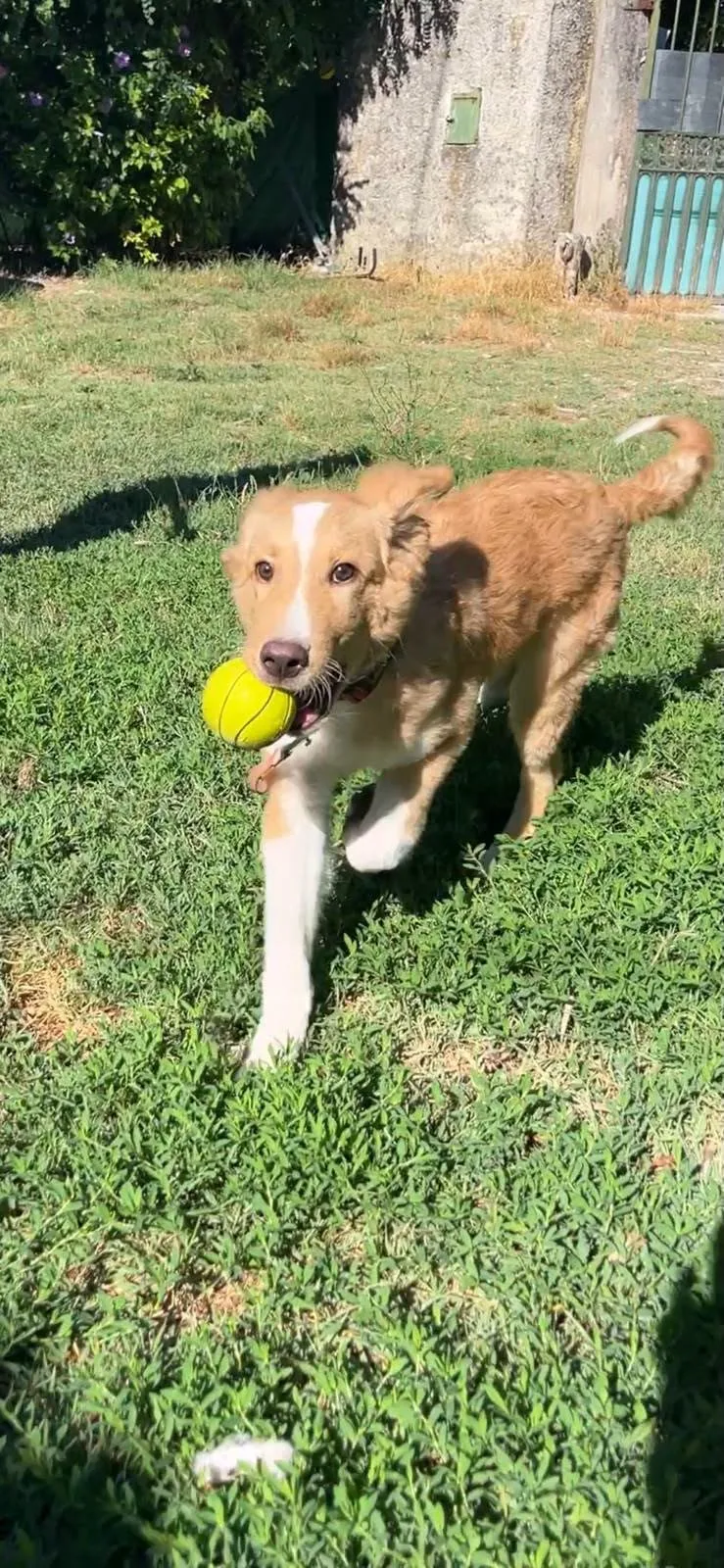 Tommy, cane meticcio in adozione a Latina - foto 4