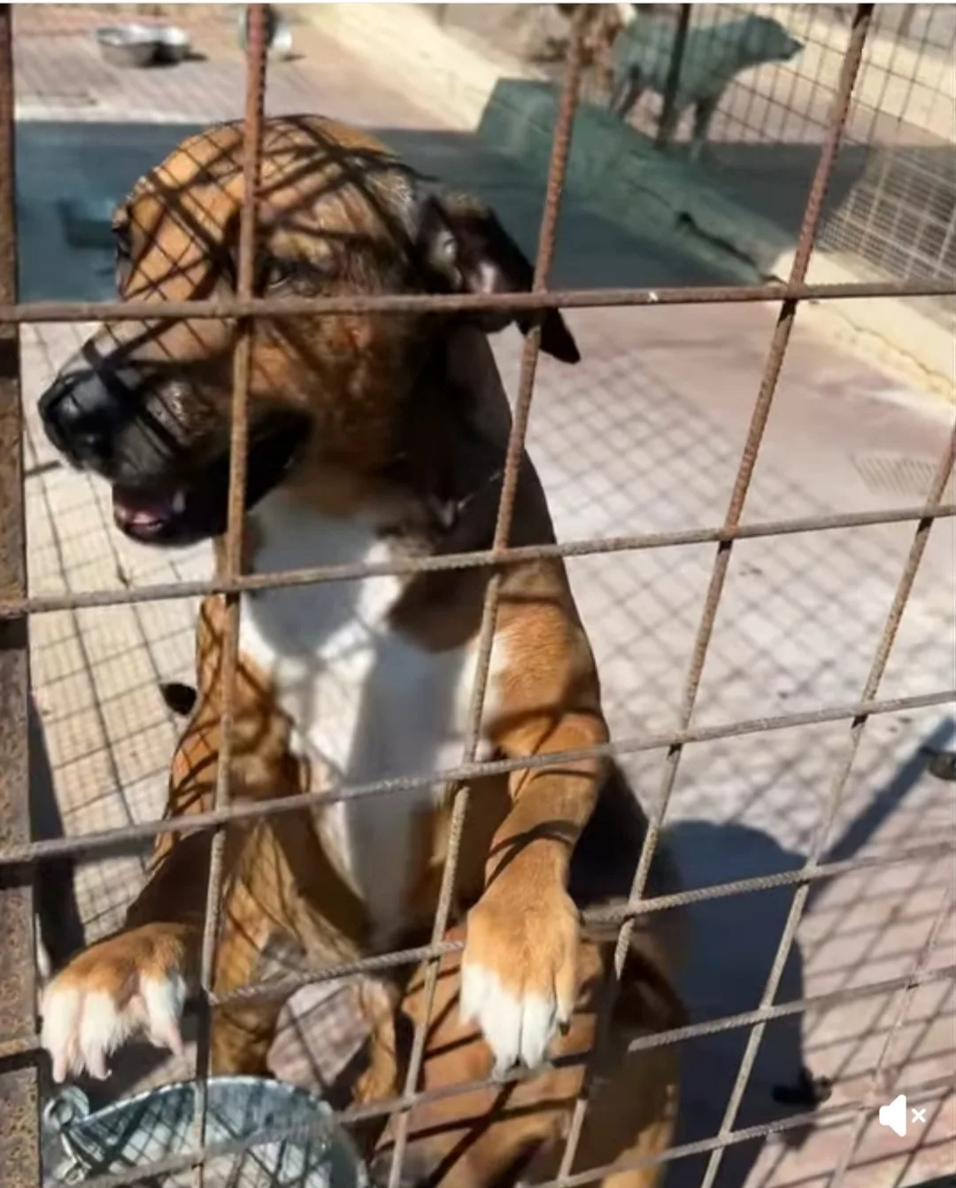 Diana, cane Meticcio in adozione a Siracusa - foto 2
