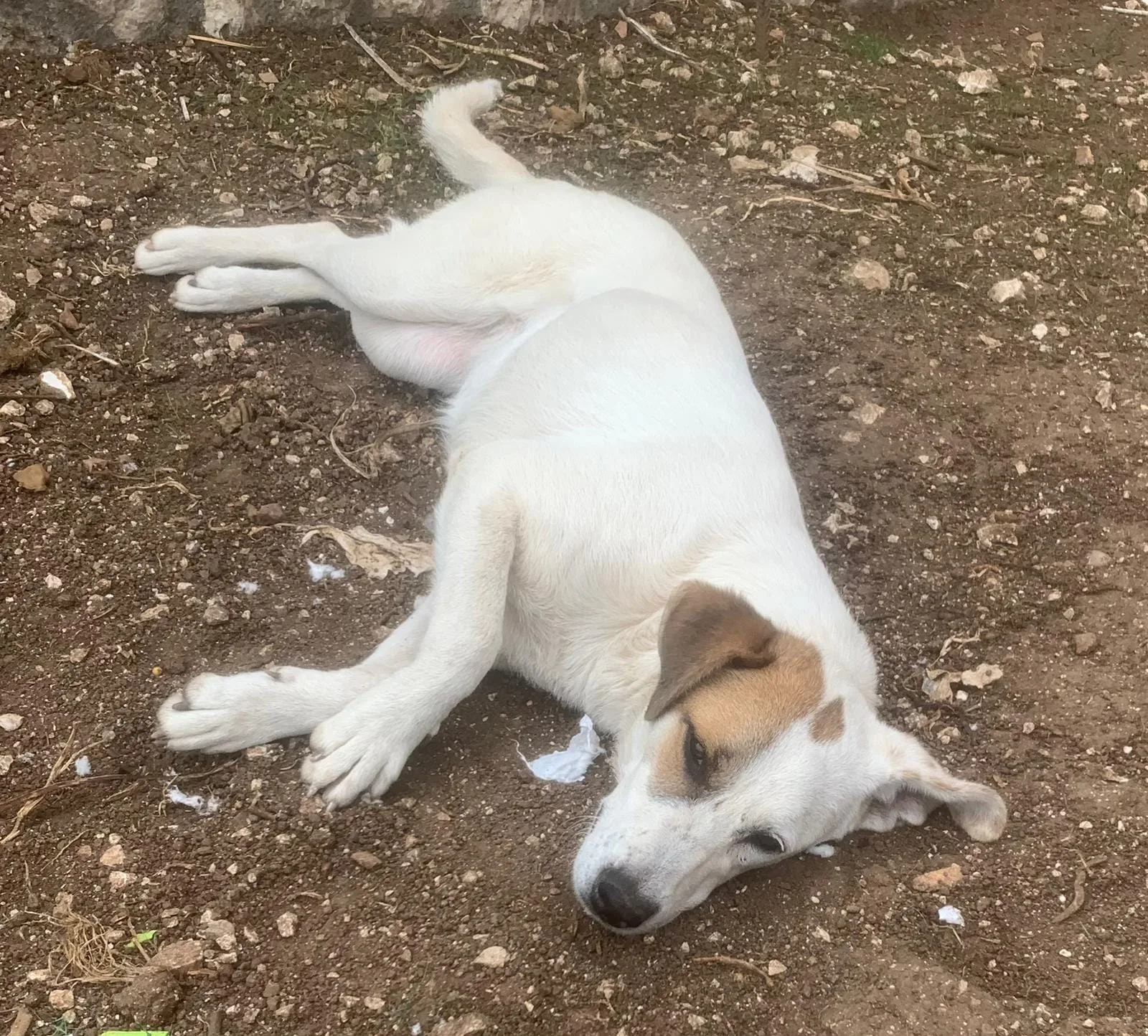 Isa, cane meticcio in adozione a Latina - foto 4