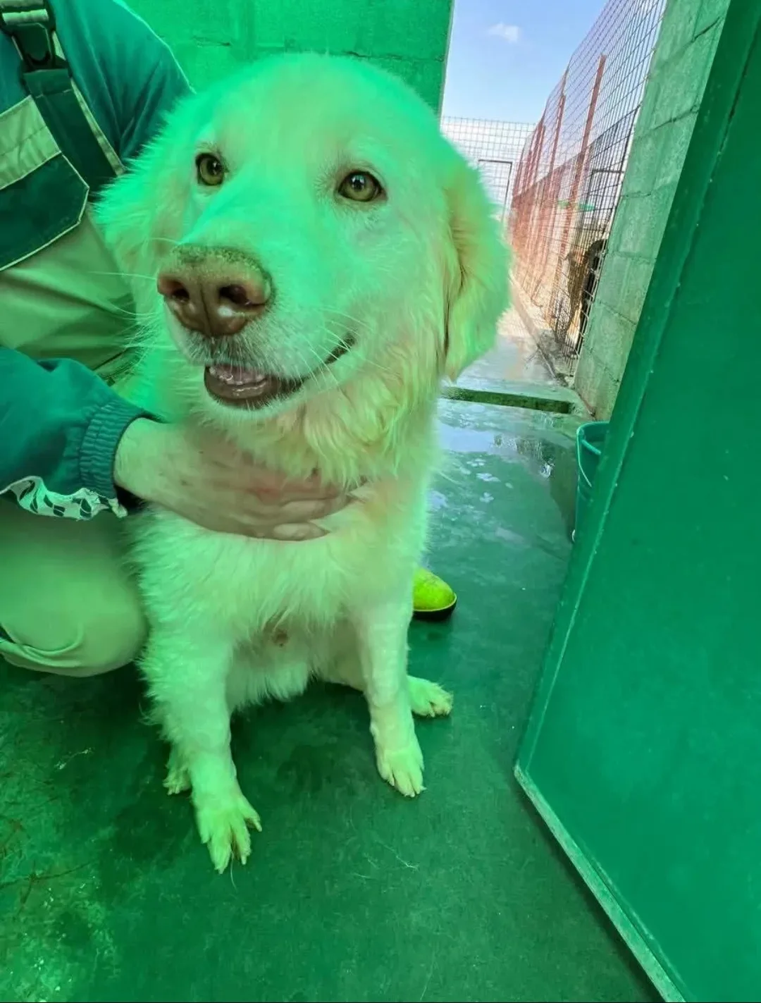 Teo, cane Meticcio in adozione a Siracusa - foto 4