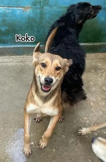 Kaya Kimi e Koko, cane meticcio in adozione a Latina - foto 5