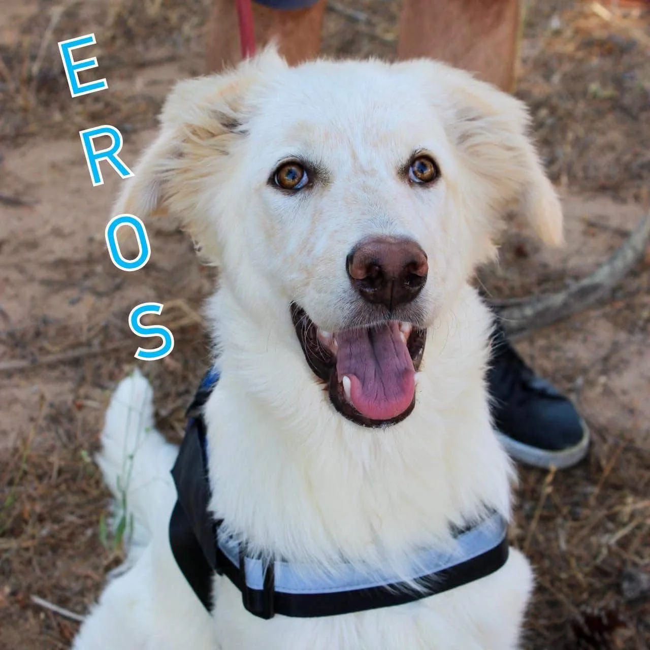 Eros, cane Meticcio in adozione a Crotone