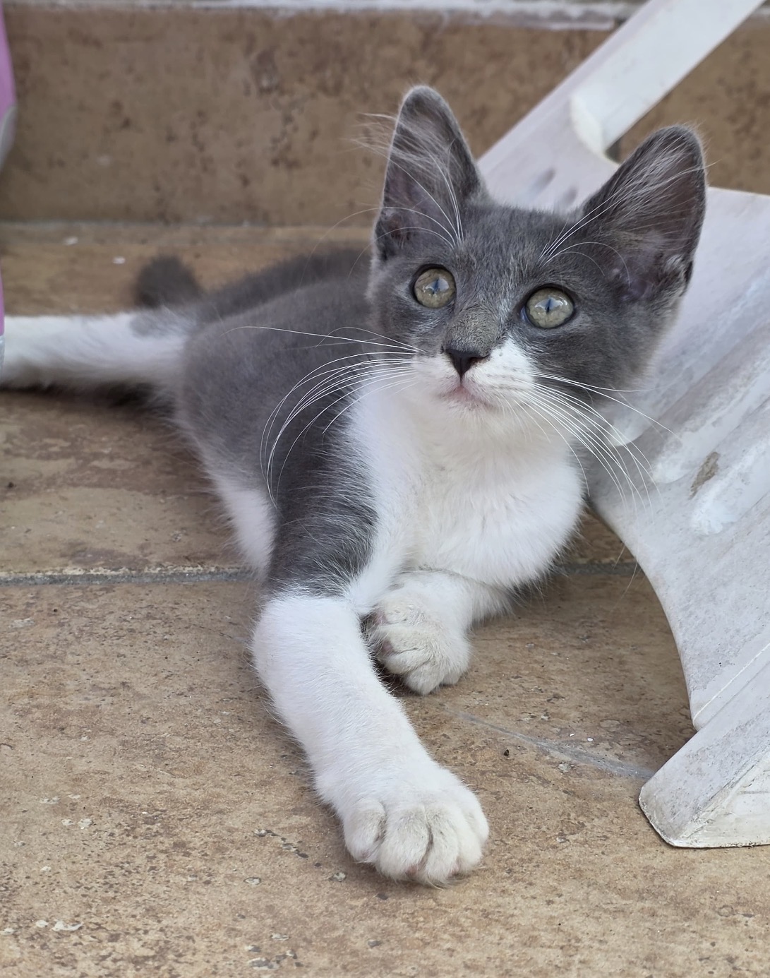 Foto 1 di Nuvolo, gatto Europeo in adozione