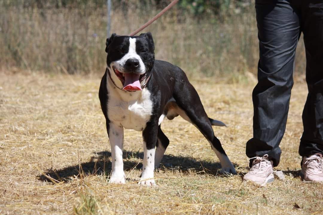 Thor, cane American staffordshire terrier in adozione