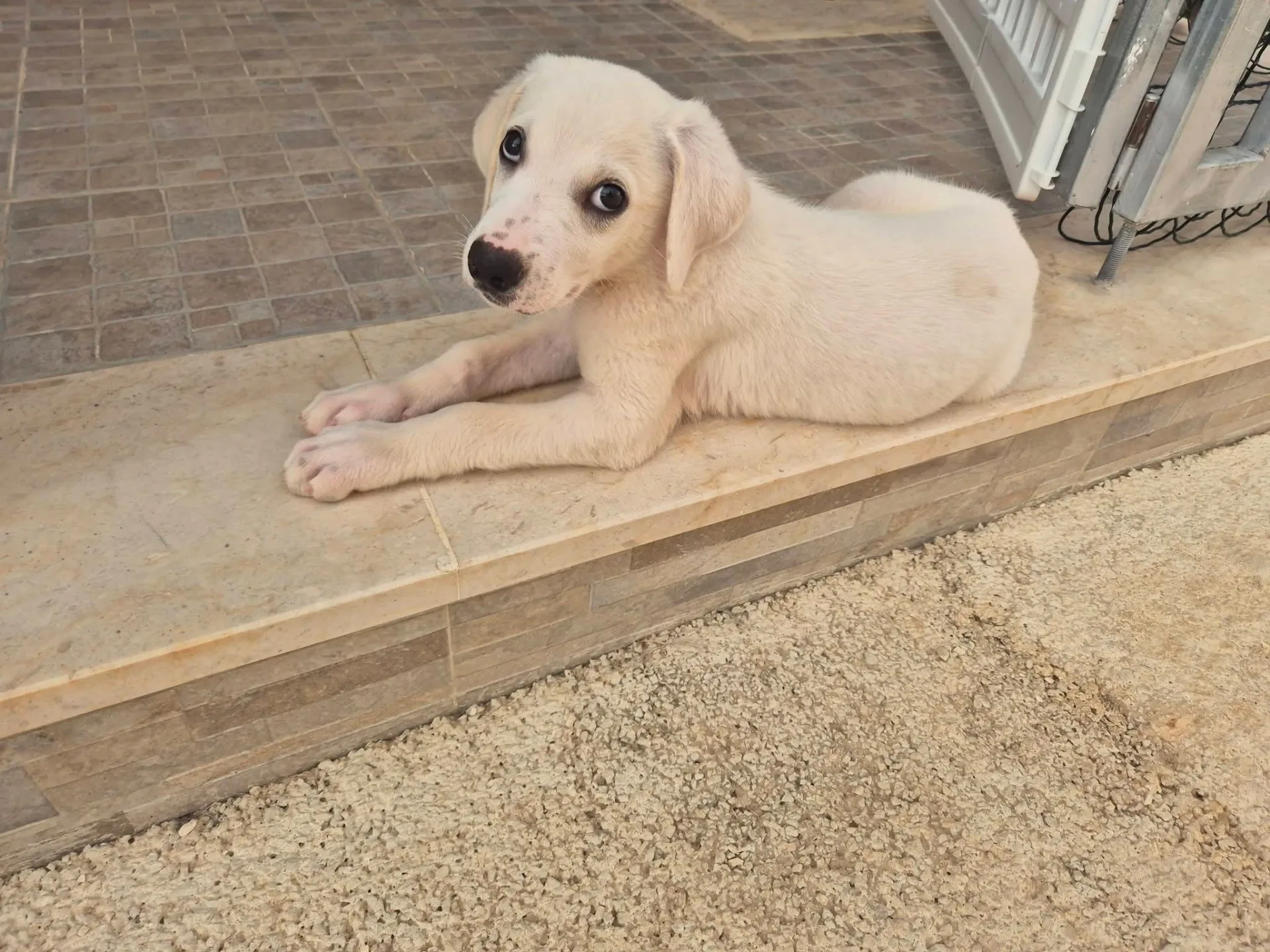 Olaf, cane in adozione a Trapani - foto 3