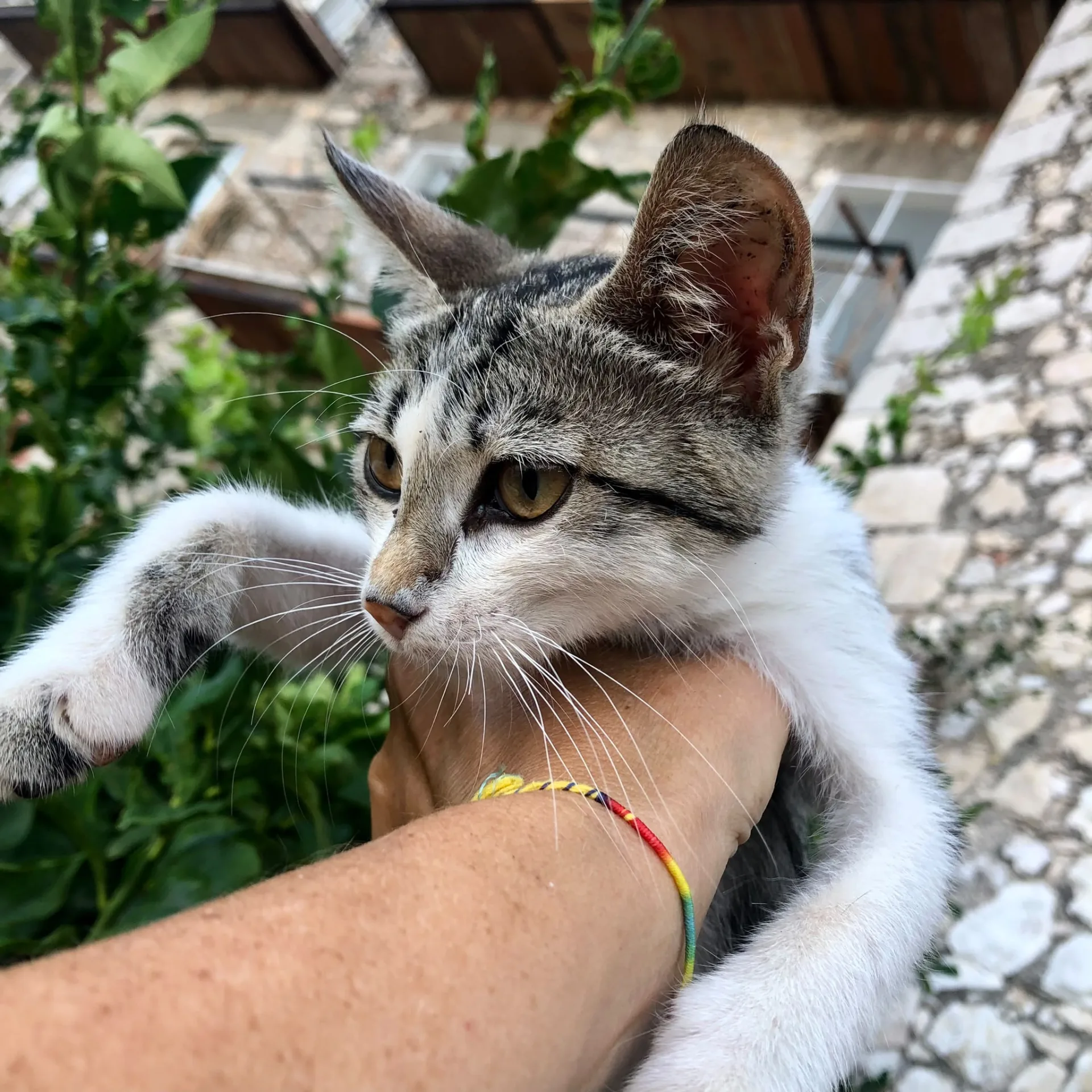 Foto 4 di Minu', gatto Europeo in adozione