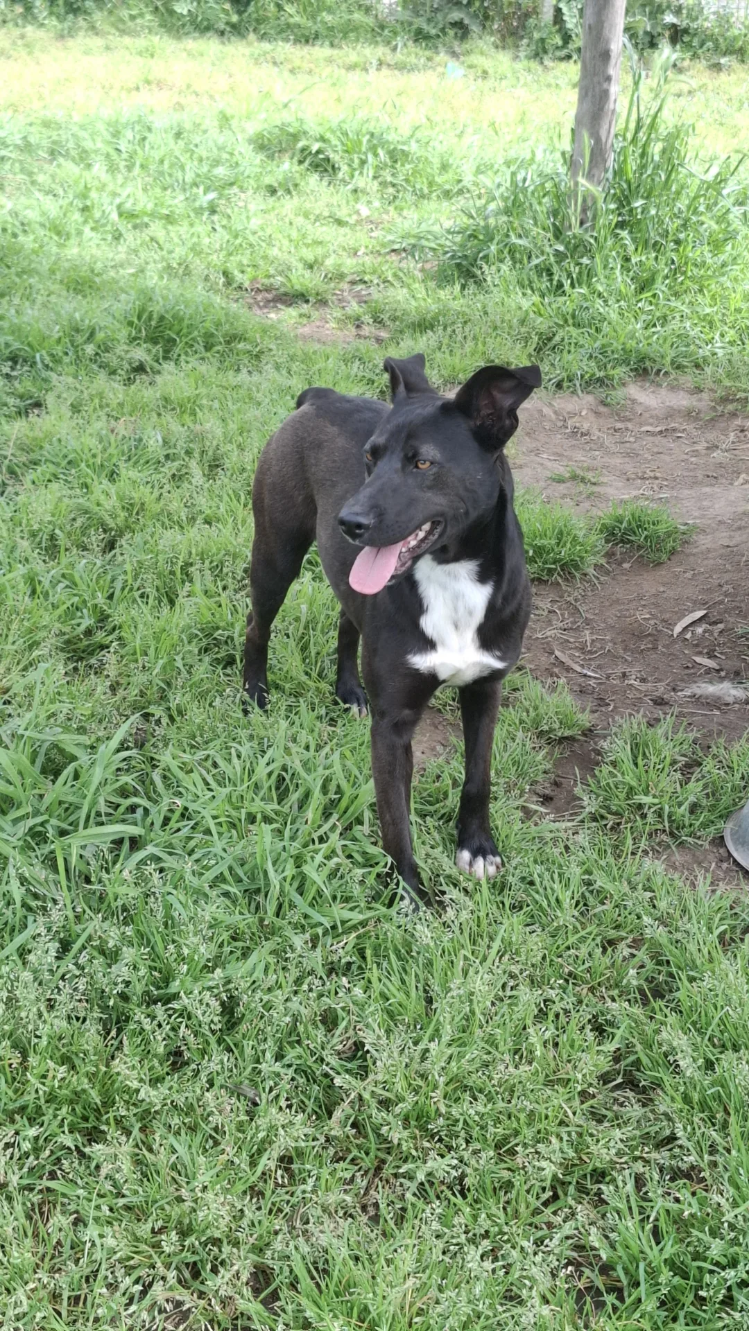 Foto 2 di Licia, cane Meticcia in adozione