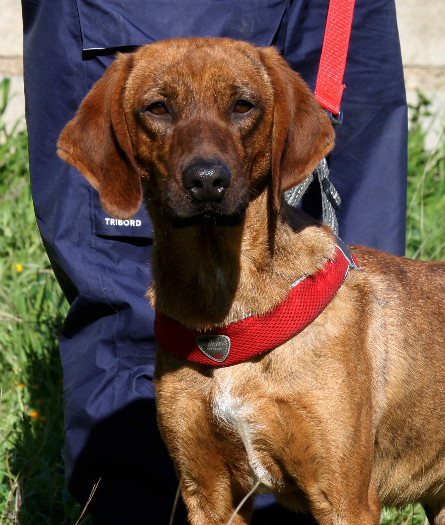 Foto 1 di Giordan, cane segugio maremmano in adozione