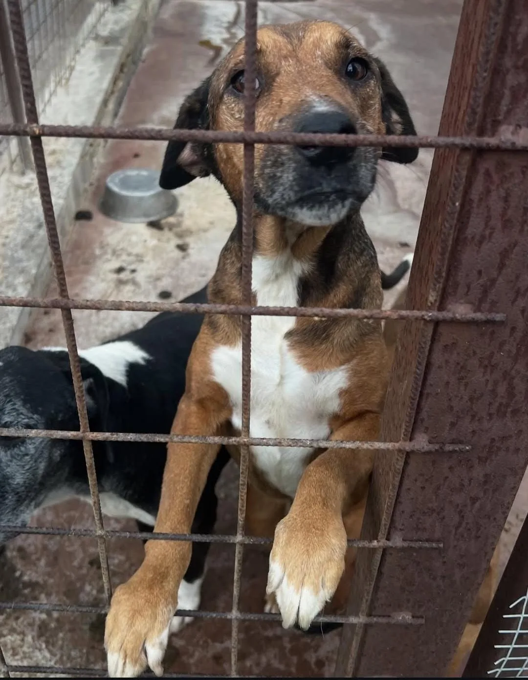 Diana, cane Meticcio in adozione a Siracusa - foto 1