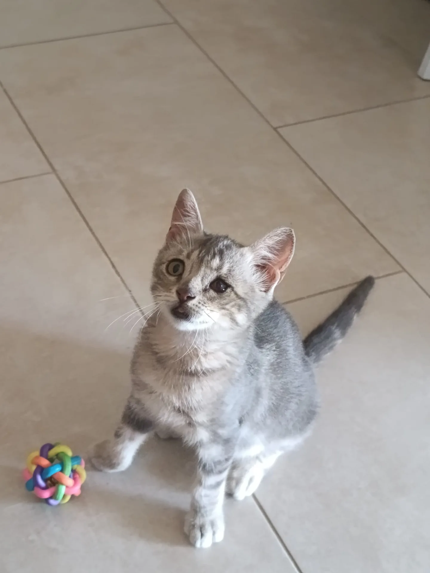 Dario, gatto Metticio in adozione a Crotone - foto 1